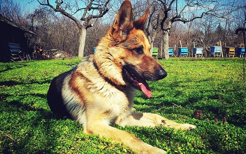 Indiana’s ‘one-bite’ law and your rights for dog bites