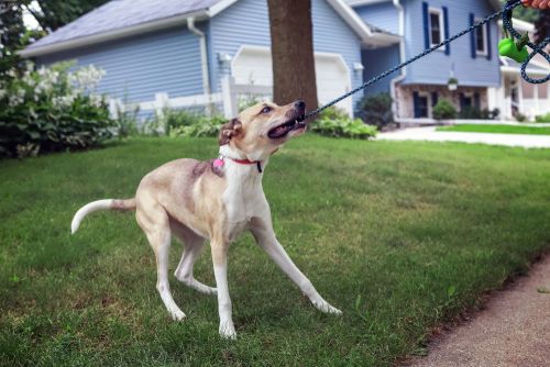 What are the most common dog bite injuries?