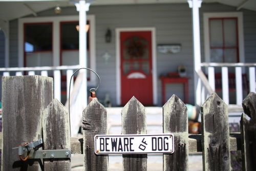 Why Hire an Indianapolis Dog Bite Injury Lawyer for Your Case?