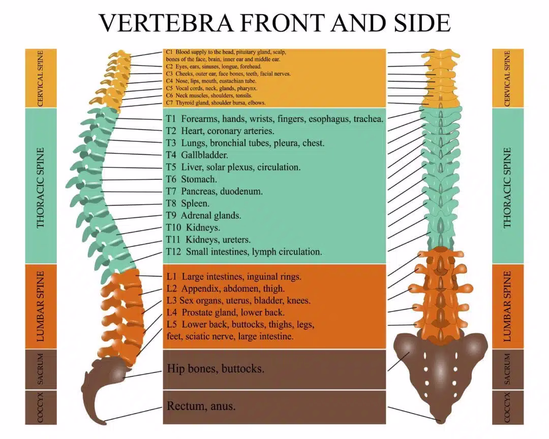 spinal cord diagram
