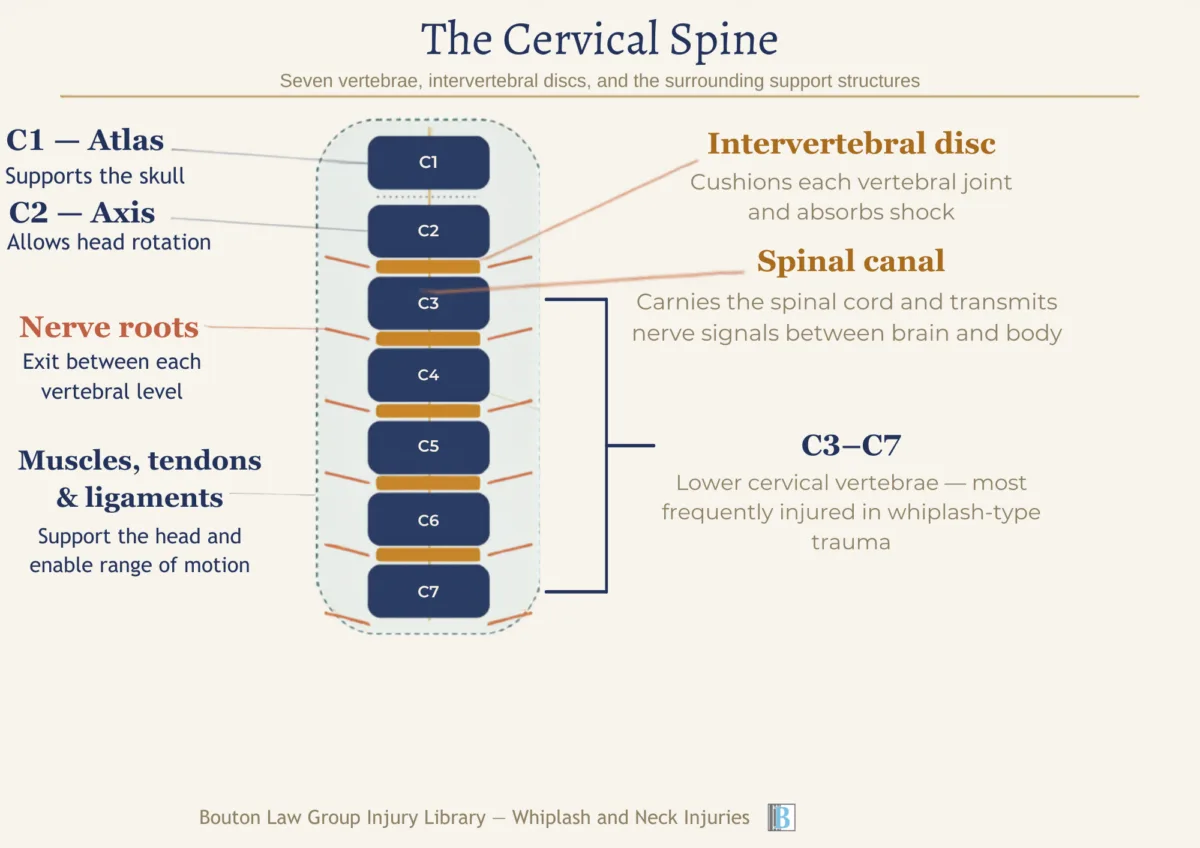 simple graphic depicting the cervical spine